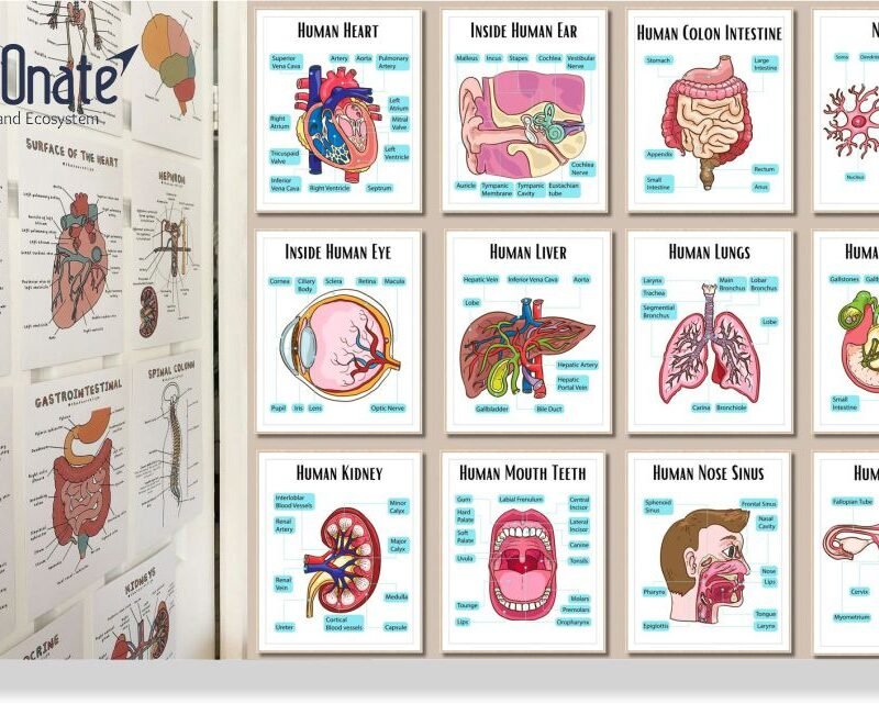 Wall Charts & Health Education Posters